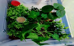 Gecko reptiles for sale: Crested  - Image 7
