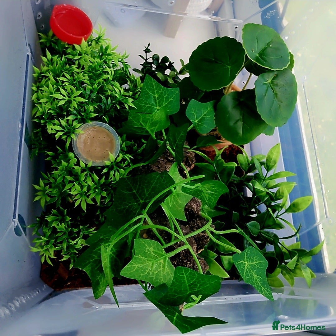 Gecko reptiles for sale: Crested  - Image 7