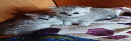 British Shorthair cats for sale: Beautiful British Shorthaired kittens  - Advert 3
