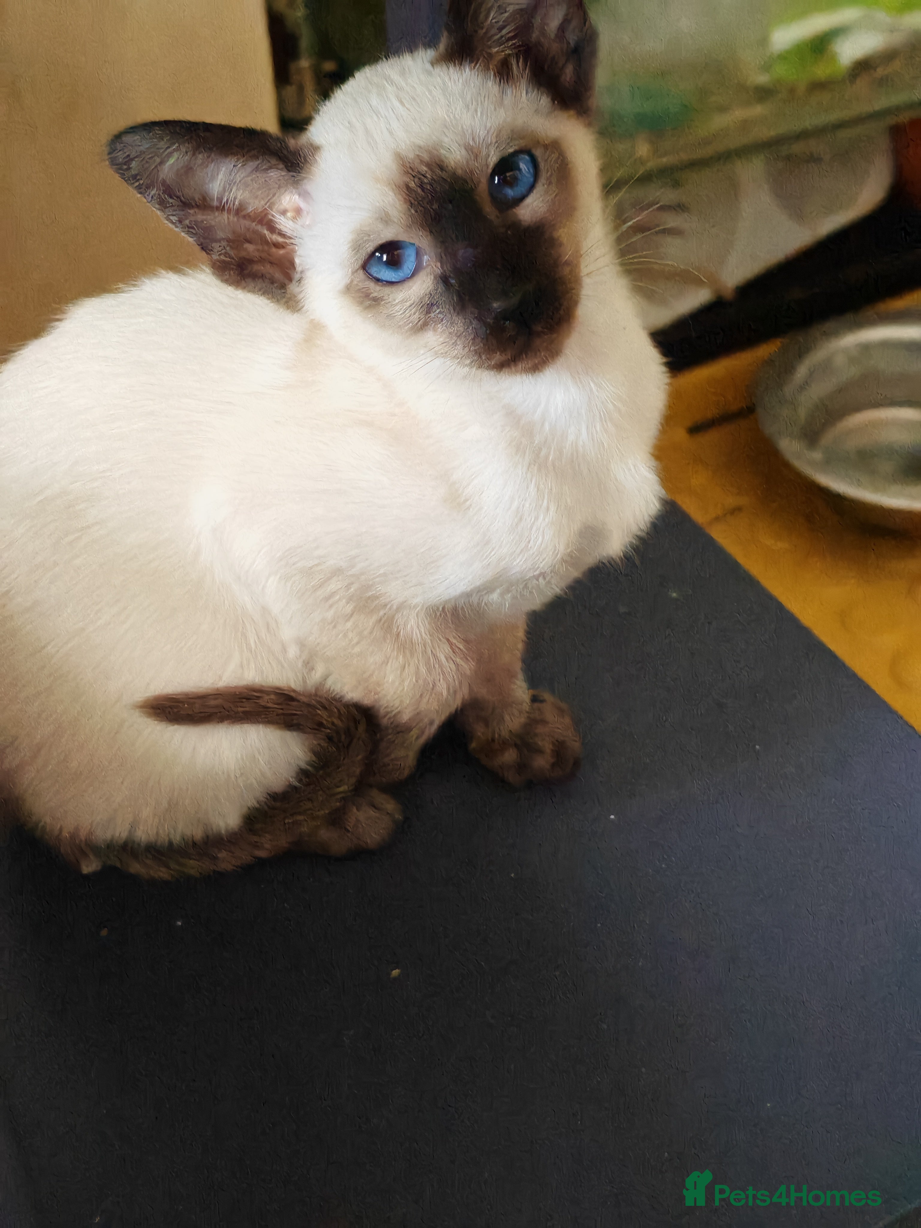 Siamese cats Exceptional Siamese Kittens - Advert 2
