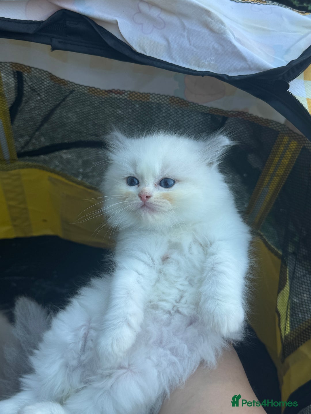 Ragdoll cats for sale: Pure Ragdoll kittens, ready 20th December - Advert 15