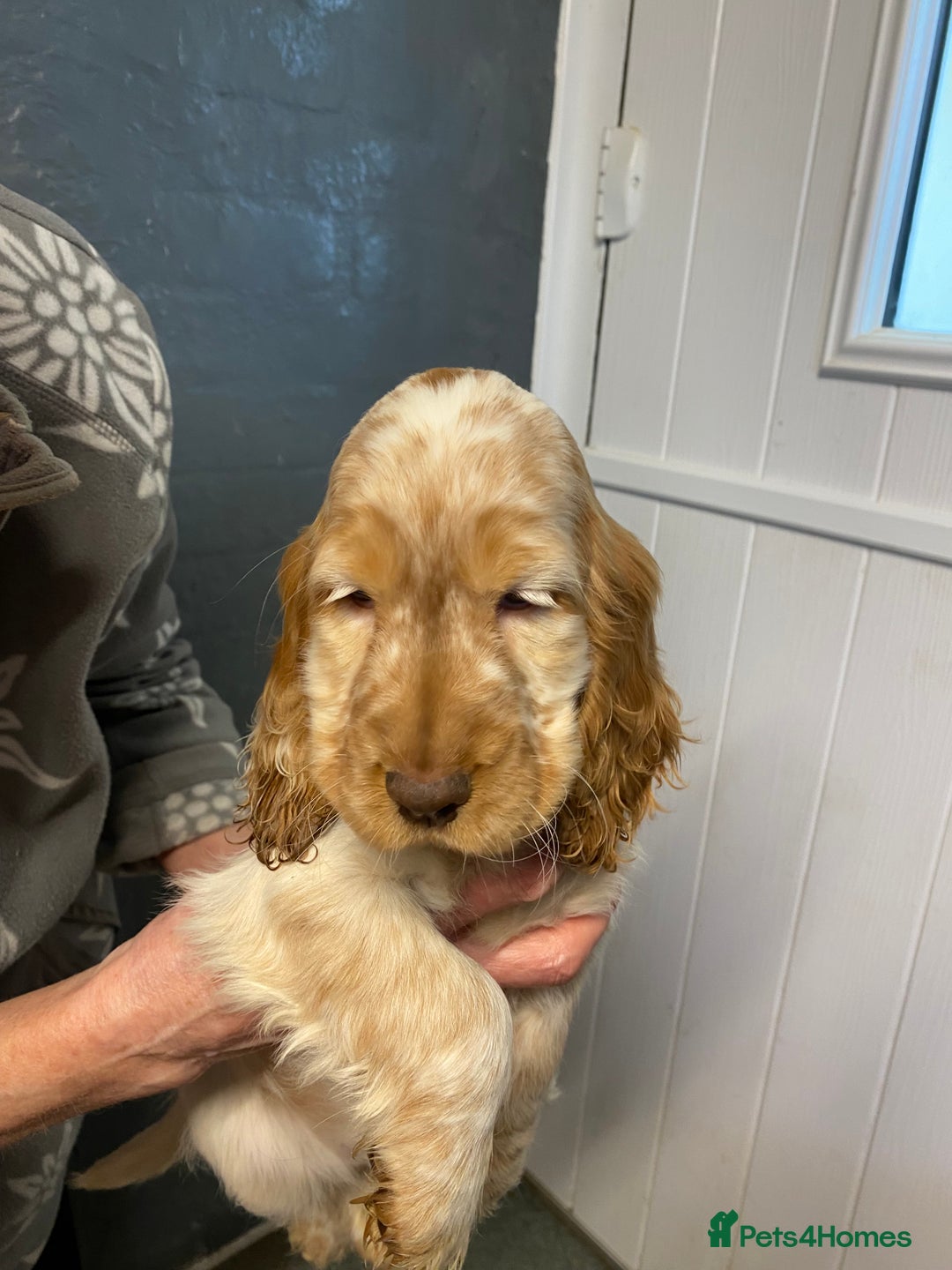 Cocker Spaniel dogs for sale: Cocker Spaniel Puppies For Sale - Advert 4