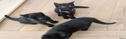 Mixed Breed cats for sale: Kitten  - Advert 26