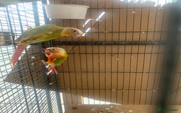 Conures birds for sale: Pineapple conure needs rehome. - Image 4
