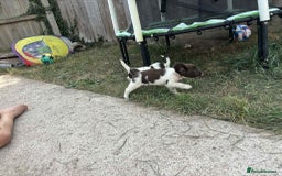 English Springer Spaniel dogs for sale: English springer spaniel puppies  - Image 8