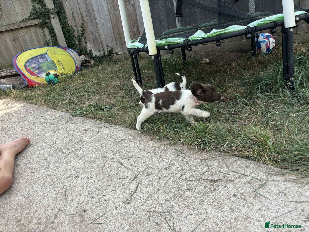 English Springer Spaniel dogs for sale: English springer spaniel puppies  - Image 8