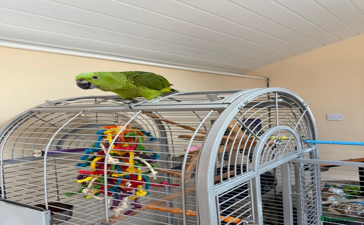 Parrots birds - Advert 3