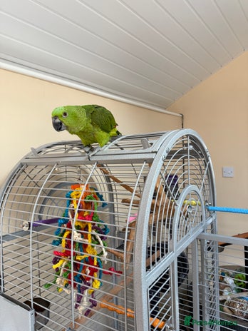 Parrots birds - Advert 15