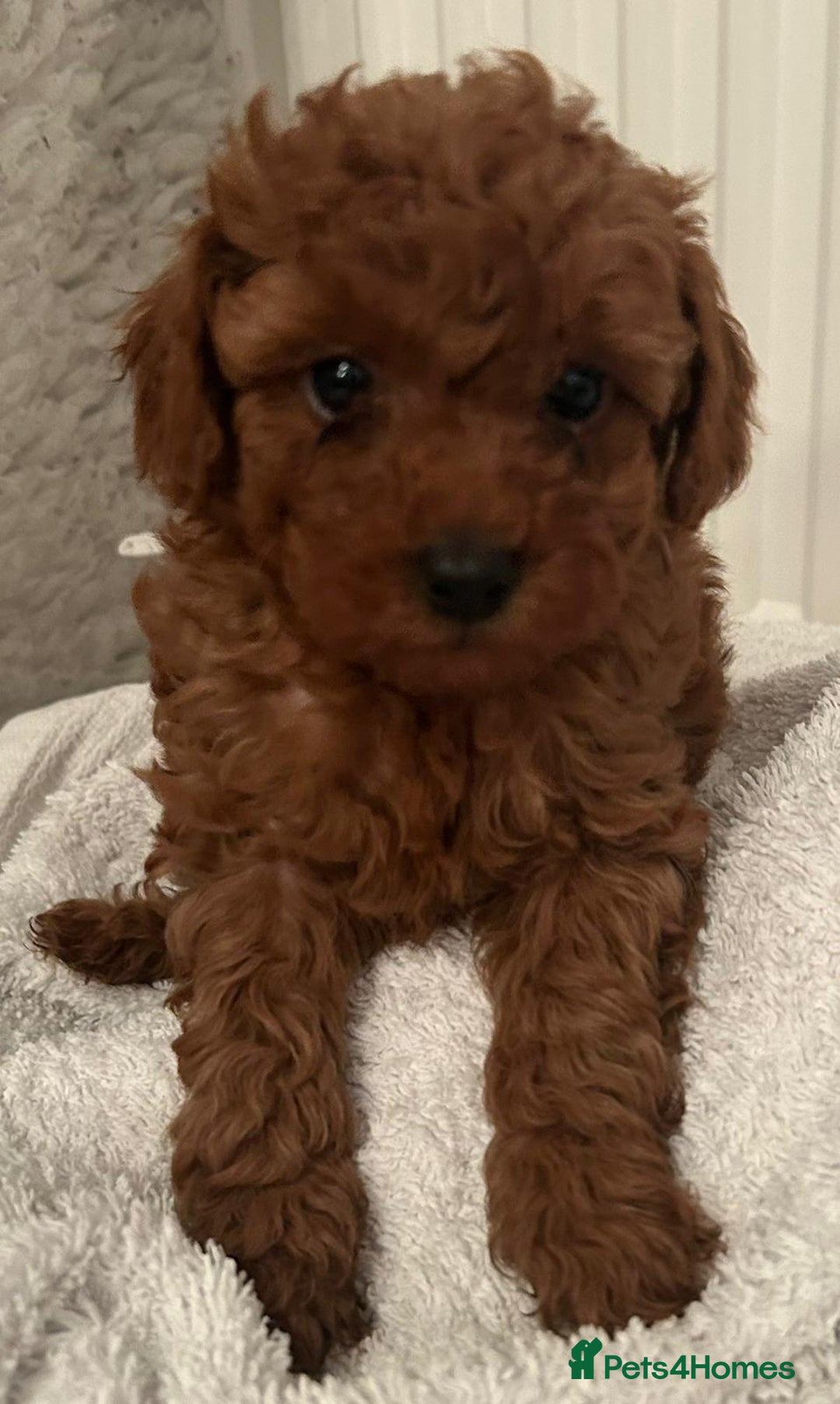 Toy Poodle dogs for sale: Stunning Fox Red Toy Poodles - Image 6