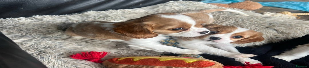 Cavalier King Charles Spaniel Puppy 2