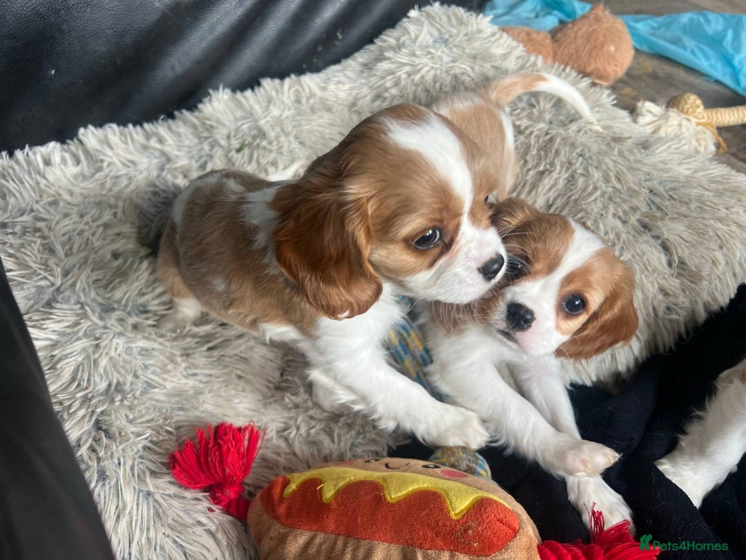 Cavalier King Charles Spaniel dogs for sale: Companion cavalier king charles spaniels - Image 8