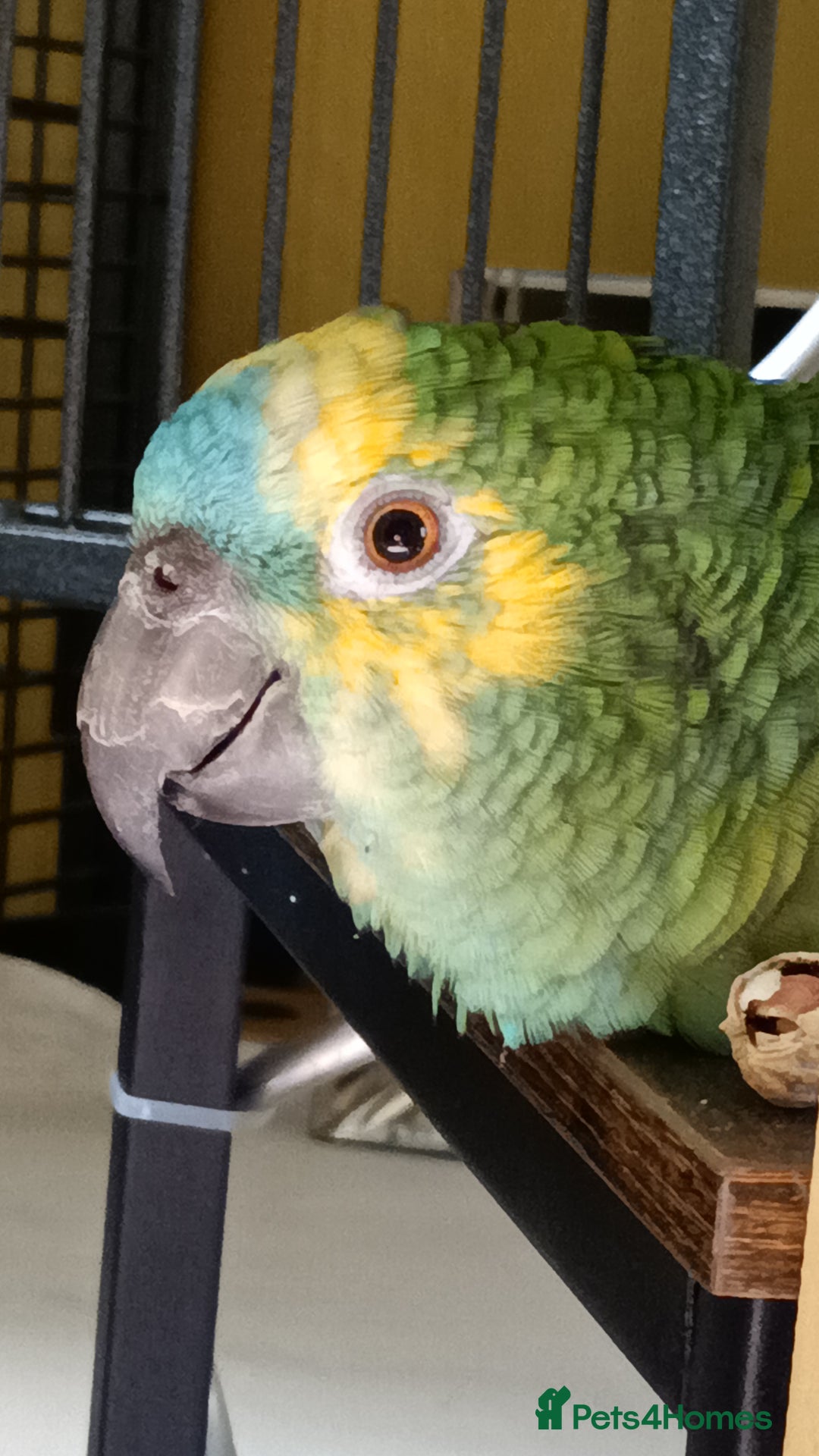 Parrots birds for sale: Jessie - Image 18
