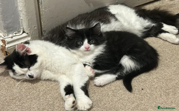 Mixed Breed cats - Advert 6