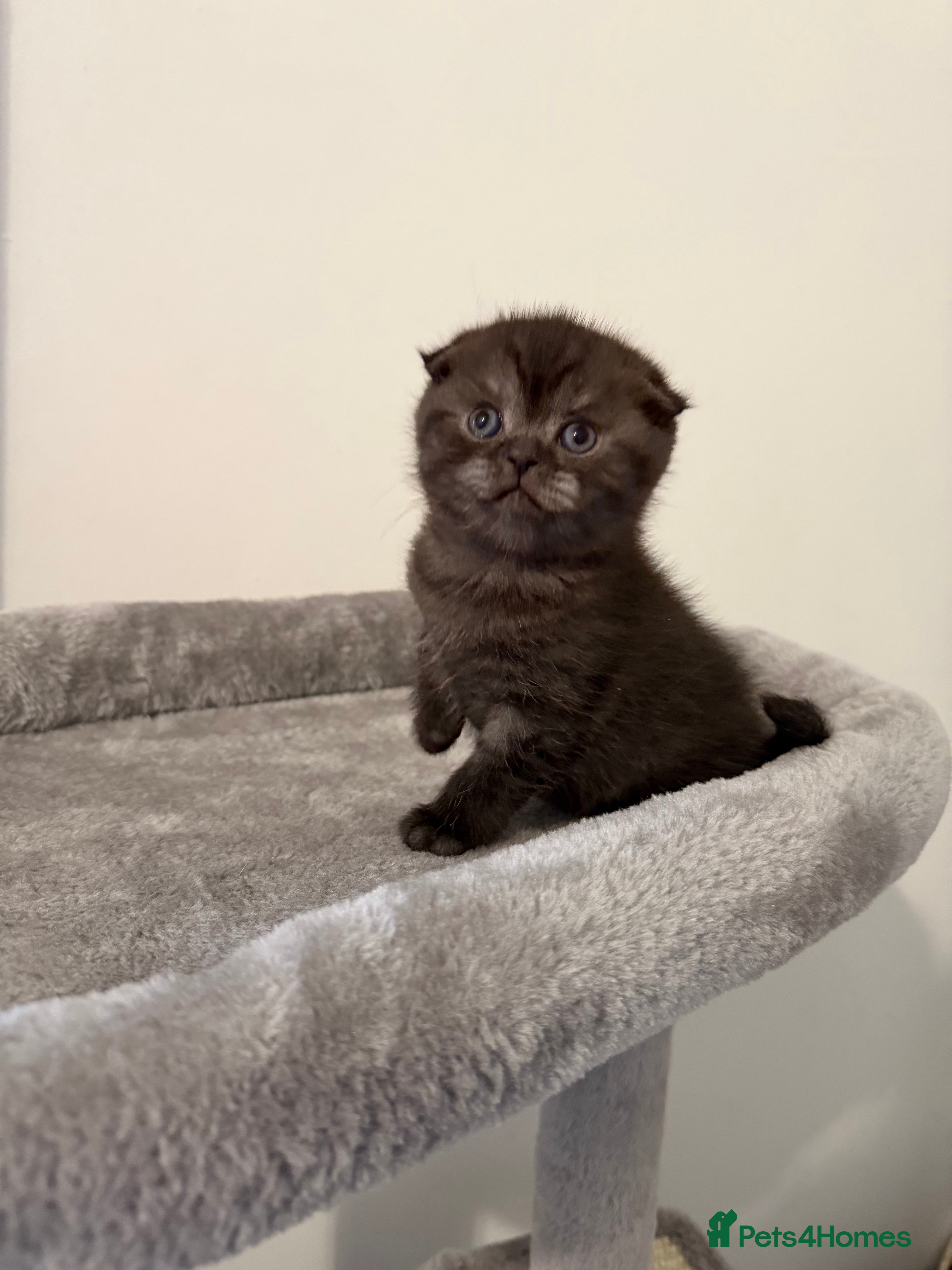 Scottish Fold cats Scottish fold female kitten pure breed - Advert 1