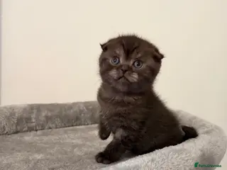 Scottish Fold cats Scottish fold female kitten pure breed - Advert 6
