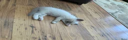 Ragdoll cats for sale: Beautiful blue point radgdoll kittens  - Advert 14