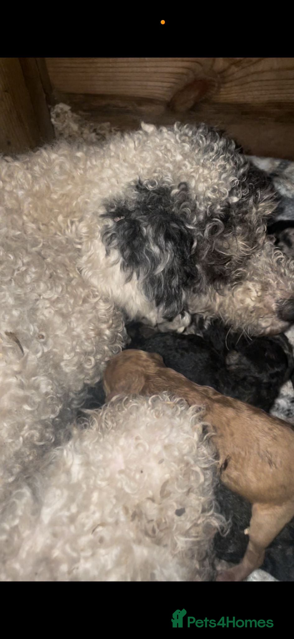 Toy Poodle dogs Toy poodle  - Advert 14