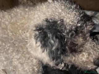 Toy Poodle dogs Toy poodle - Advert 12