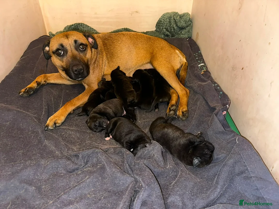 Staffordshire Bull Terrier dogs for sale: 9 beautiful staff pups in Beccles - Advert 2