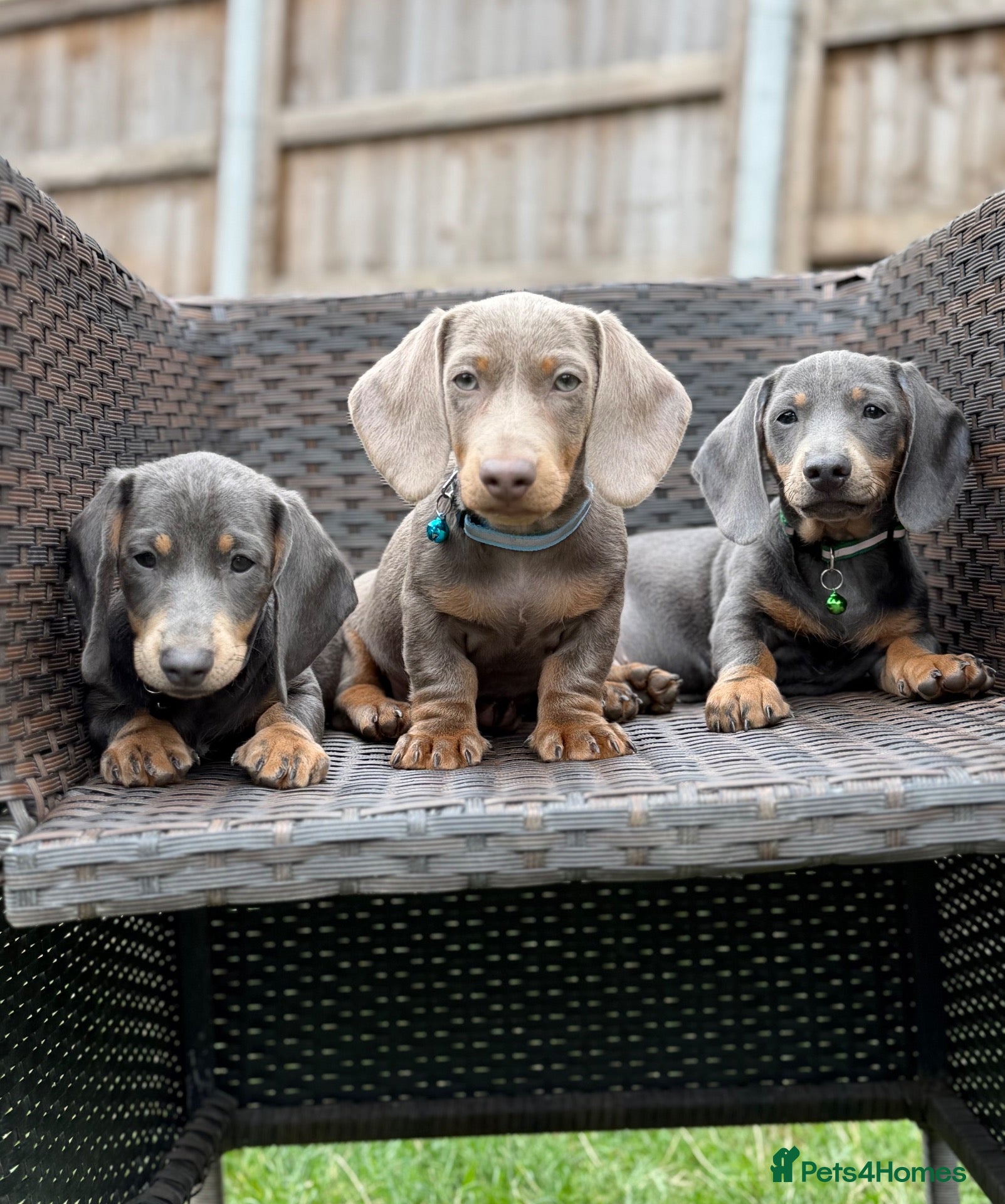 Miniature Dachshund dogs Miniature dachshund puppies  - Advert 10