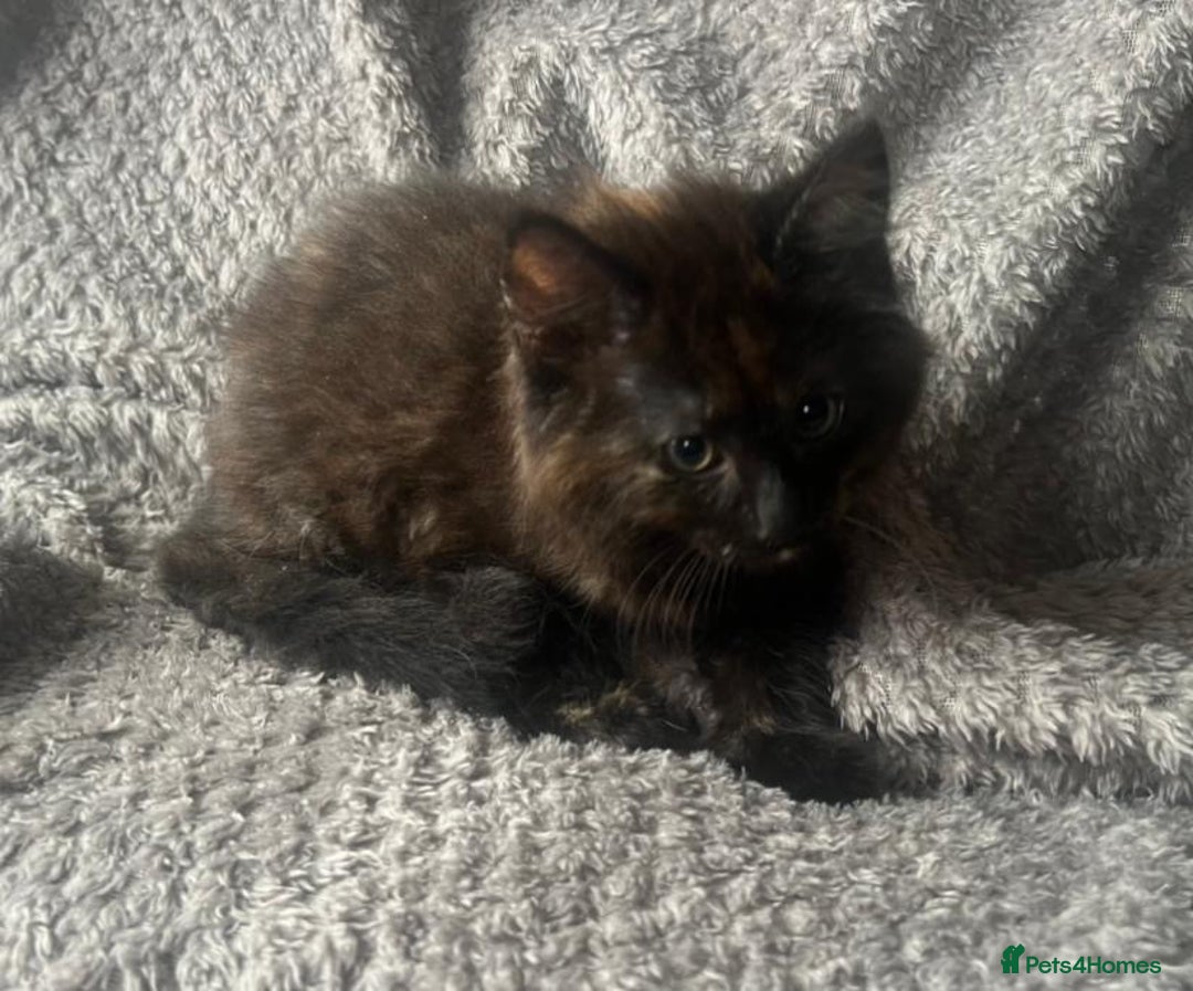 Mixed Breed cats for sale: Gorgeous Maine coon mix kittens - Image 3