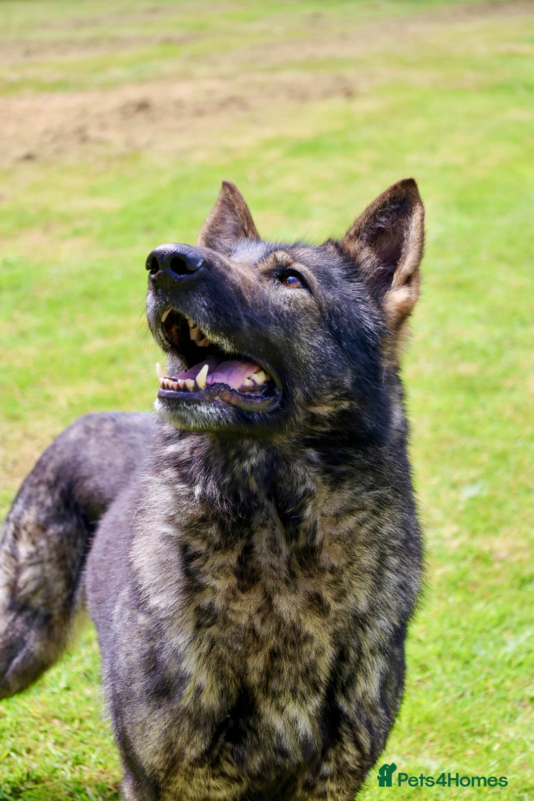 German Shepherd dogs for sale: ❤️KC HEALTH TESTED PARENTS ❤️ - Image 23