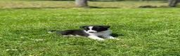 Border Collie dogs for sale: 5 Beautiful Border Collie Puppies  - Advert 17