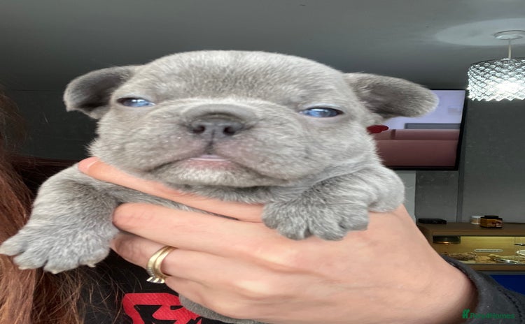 French Bulldog dogs - Advert 13
