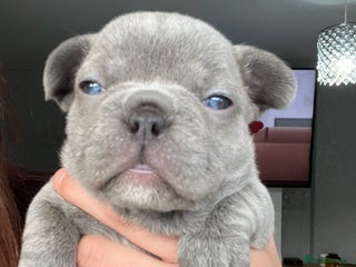 French Bulldog dogs - Advert 13