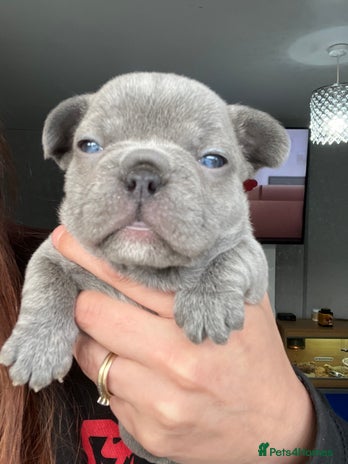 French Bulldog dogs - Advert 13