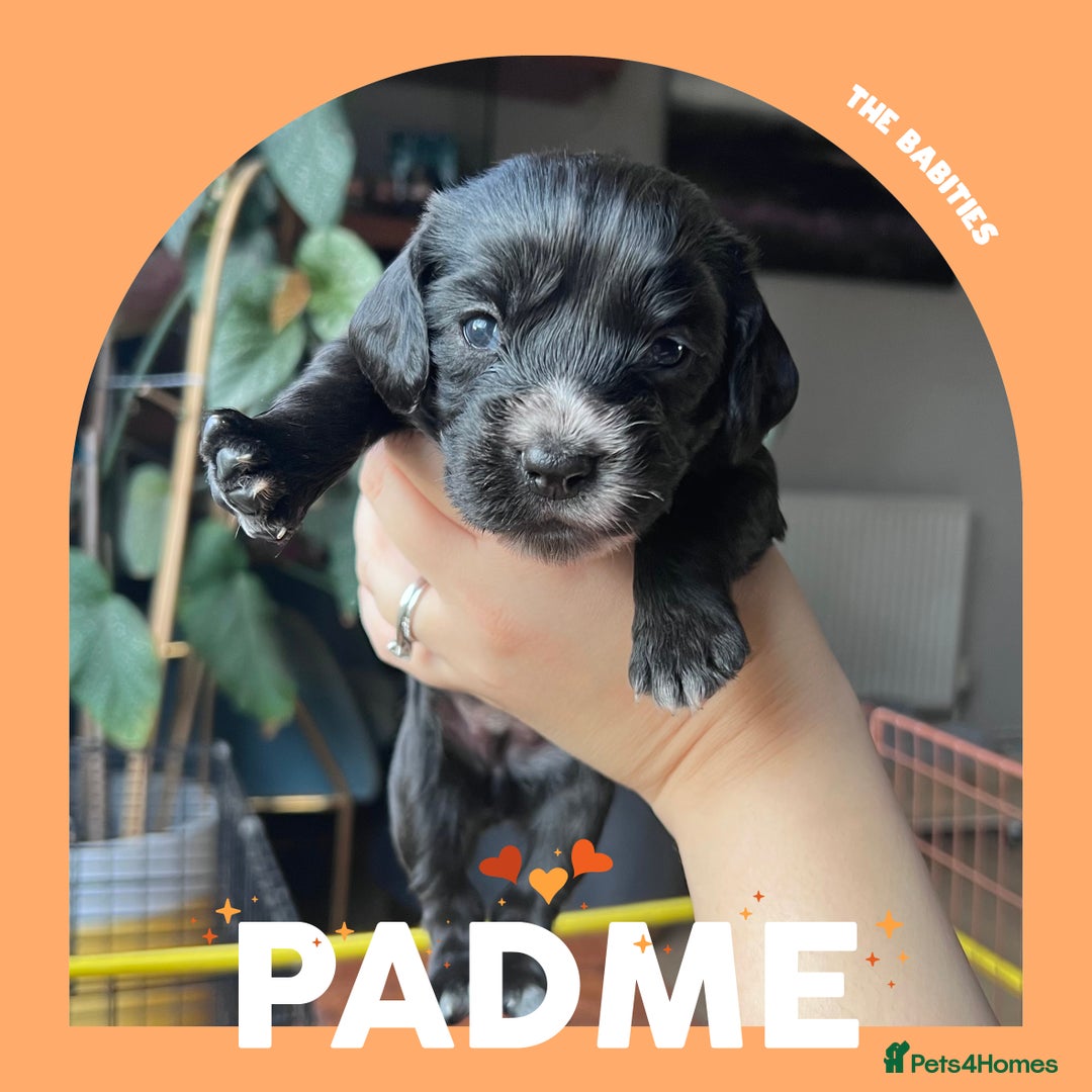 Cocker Spaniel dogs for sale: Working Cocker Spaniels Puppies for sale  - Advert 14