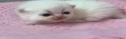 Exotic cats for sale: 3 beautiful quality exotic kittens - Advert 23