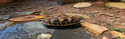 Tortoise reptiles for sale: Hermans Tortoise Hatchlings in Hertford - Advert 2