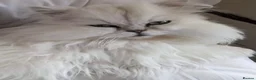 Persian cats for sale: Gccf registered Persians  - Advert 15