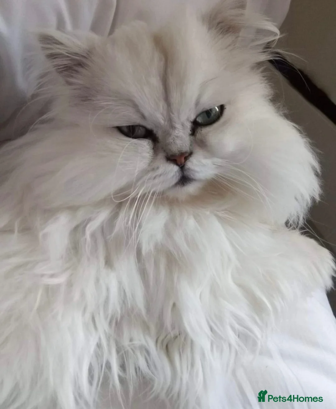 Persian cats for sale: Gccf registered Persians  - Advert 15