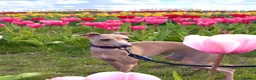 Italian Greyhound dogs for sale: Gorgeous Cream Boy Available - Advert 5