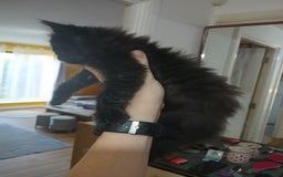 Mixed Breed cats for sale: 3 beautiful kittens - Image 4