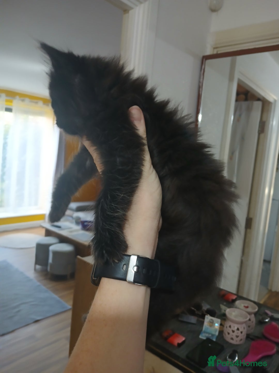 Mixed Breed cats for sale: 3 beautiful kittens - Image 4