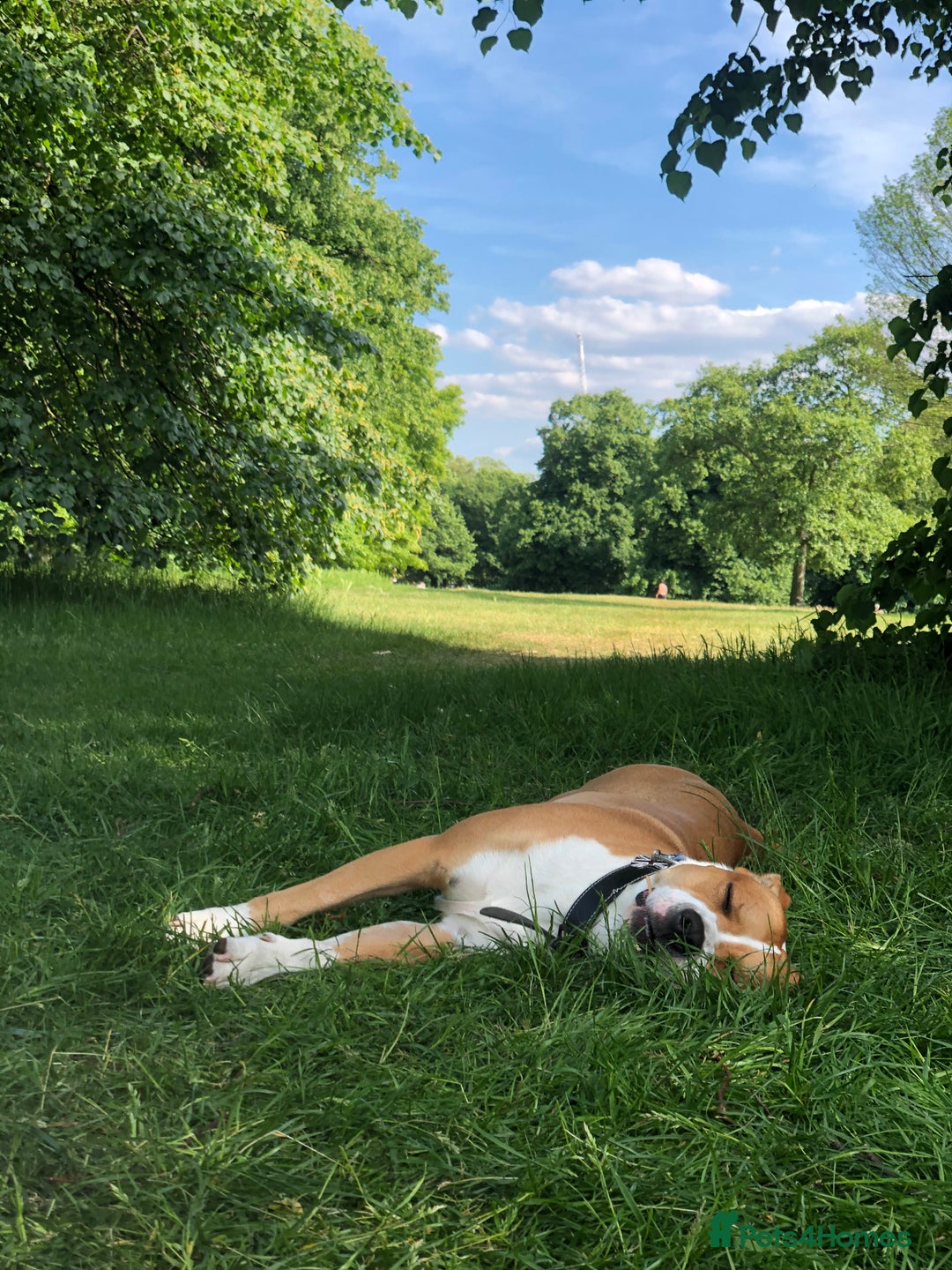 Mixed Breed dogs for sale: Lovely Staffy looking for new home  - Advert 6