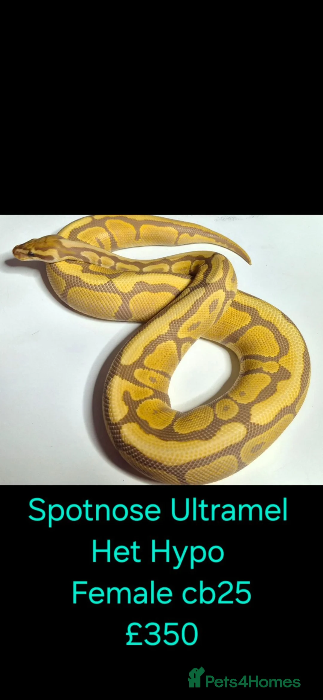 Python Snake reptiles for sale: Variety of Royal Pythons - Advert 8
