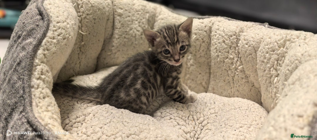 Bengal cats for sale: Bengal babies  - Advert 8