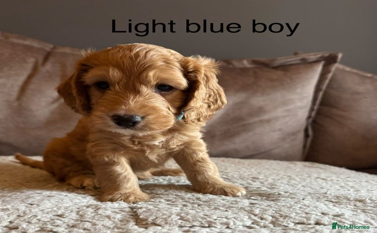 Sproodle dogs Sproodle puppies - Advert 1