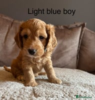 Sproodle dogs - Advert 14