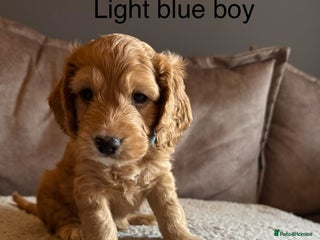 Sproodle dogs Sproodle puppies - Advert 3