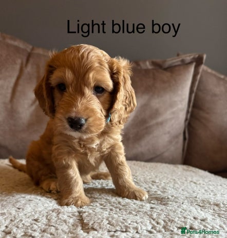 Sproodle dogs Sproodle puppies - Advert 1