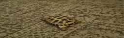 Tortoise reptiles for sale: Peanut The Tortoise  - Advert 5