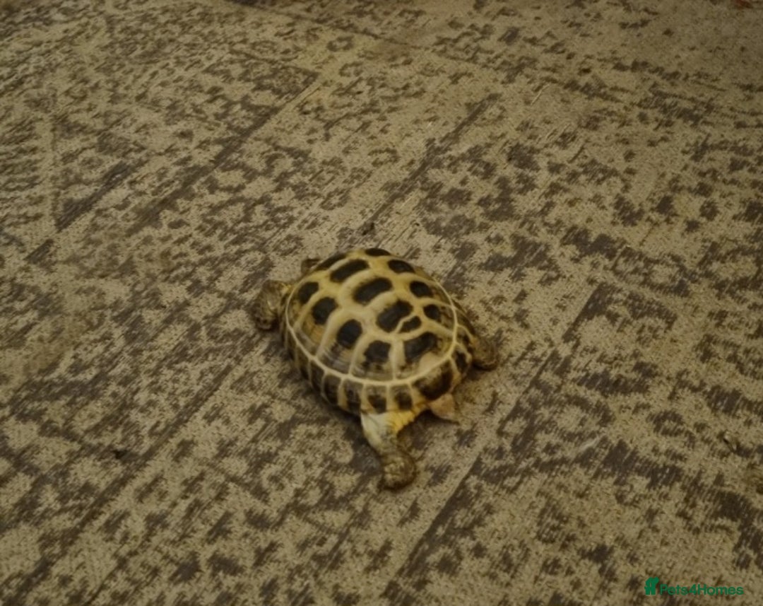 Tortoise reptiles for sale: Peanut The Tortoise  - Advert 5
