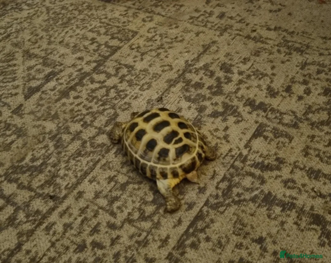 Tortoise reptiles for sale: Peanut The Tortoise  - Advert 5
