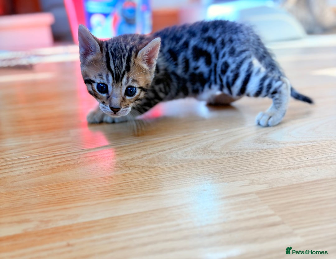 Bengal cats for sale: 1 Stunning Pedigree Bengal kitten - Image 1