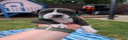 Staffordshire Bull Terrier dogs for sale: Stunning Brindle & White Staffy Pups - Advert 4